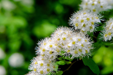Hawthorn flowers on green background 
