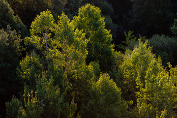 Fototapeta premium Forest with soft yellow backlight. Sunset or sunrise photographed with a drone. Top view