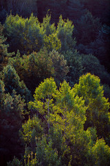 Forest with soft yellow backlight. Sunset or sunrise photographed with a drone. Top view