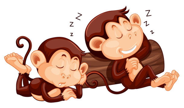 Two monkey sleeping at the log