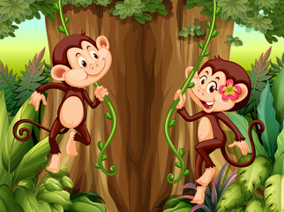 Monkey hanging from vine