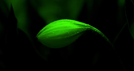 Flower blooming with dew drop  fresh spring nature wallpaper background