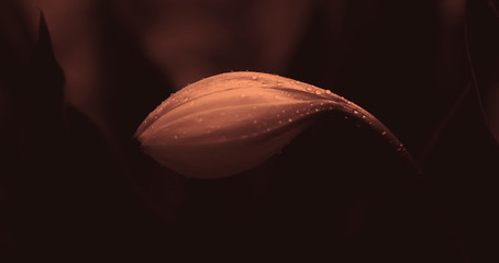 Flower blooming with dew drop  fresh spring nature wallpaper background