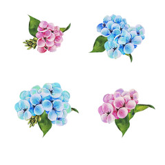 Decorative hand drawn pastel compositions with flowers hydrangea. Floral illustration on white background.