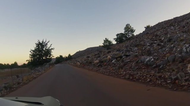 Sheep on a road in Greece
