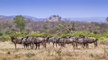 Naklejka na ściany i meble Blue wildebeest in Kruger National park, South Africa ; Specie Connochaetes taurinus family of Bovidae