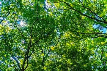 Fototapeta na wymiar Beautiful green tree and leaf in the forest with sun