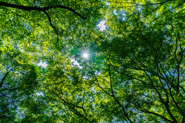 Fototapeta premium Beautiful green tree and leaf in the forest with sun