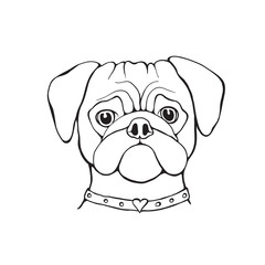 Head Dog pug, hand-painted, portrait. Black and white.