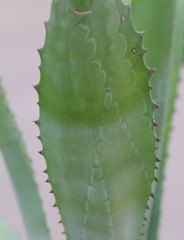 Naklejka premium Aloe texture 