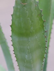 Aloe texture 