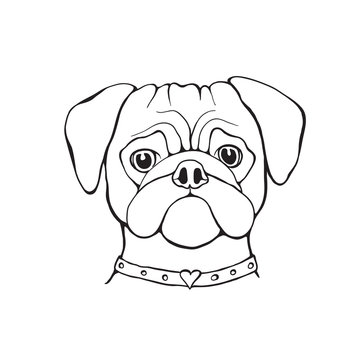 recommend clip art: Head Dog pug, hand-painted, portrait. Black and white.
