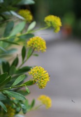 Yellow flowers