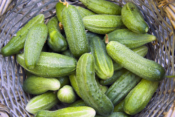 Vegetarian food, harvest, juicy vegetables, cucumbers  in a rustic  basket in wood table 