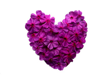 heart from pink with purple flowers phloxes close-up isolated on white background, gentle romantic floral , love