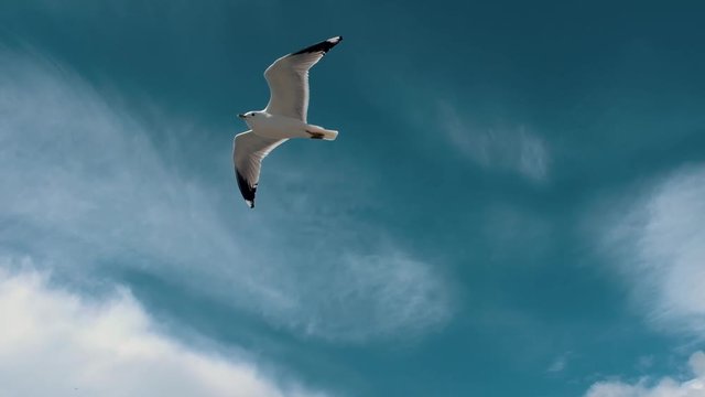 Close-up shot of seagull flying