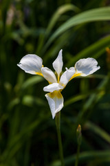 Fototapeta premium White iris flower