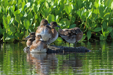 Anas penelope. Ducks in August on the Yamal Peninsula