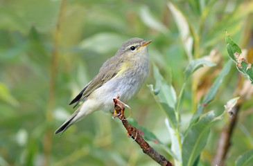 Obraz premium Phylloscopus trochilus. A closeup of a bird sitting among the branches of a willow tree