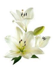 A bouquet of white lilies isolated on a white background. Lily flower.