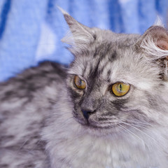 Grey cat on blue background