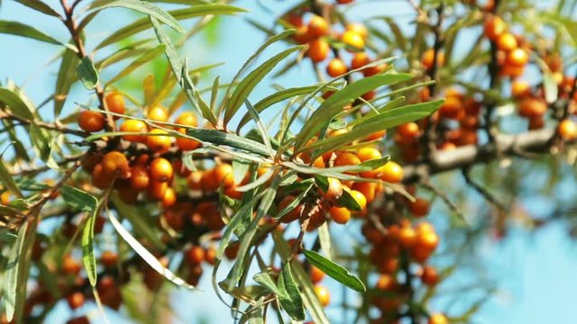 buckthorn with ripe berries. Sea buckthorn plants are incredibly important for the production of oil, medicines, cosmetics, etc.