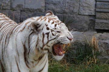 Tigre blanc rugissant