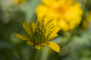 Heliopsis helianthoides yellow high garden ornamental flowers in bloom