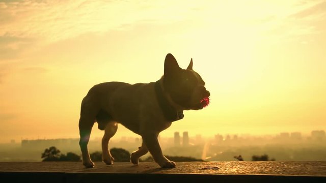 french bulldog holds pink toy in jaws. animal walks against skyline on a background.