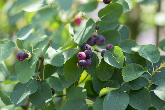 Amelanchier ovalis tasty ripening fruits berries,  serviceberries on branches