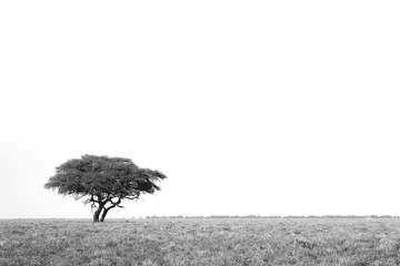 A lone tree on the African plains