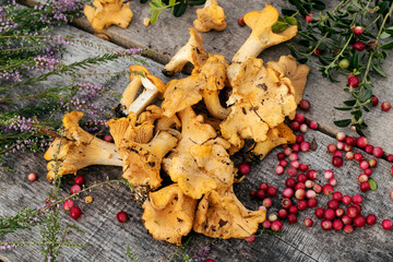 Chanterelles mushrooms on wooden background.