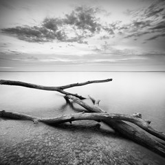 Calm Lake with Tree Trunks, black and white