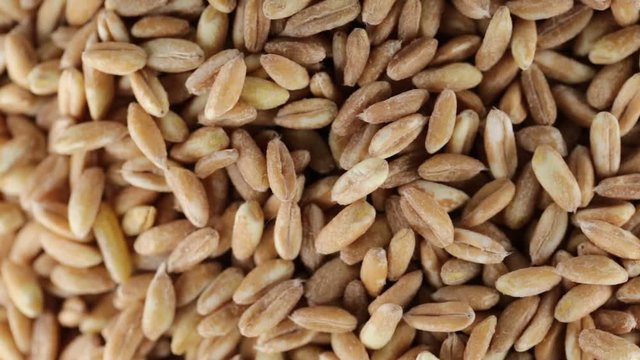 Farro perlato