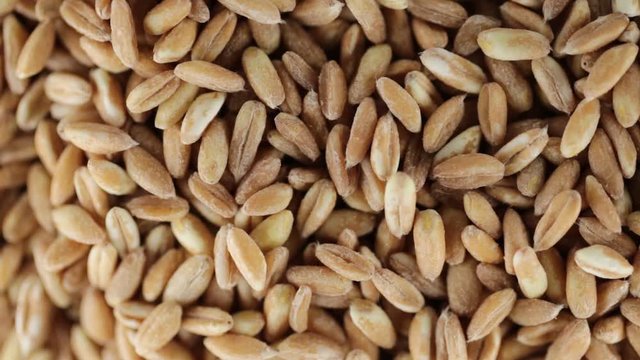 Farro perlato