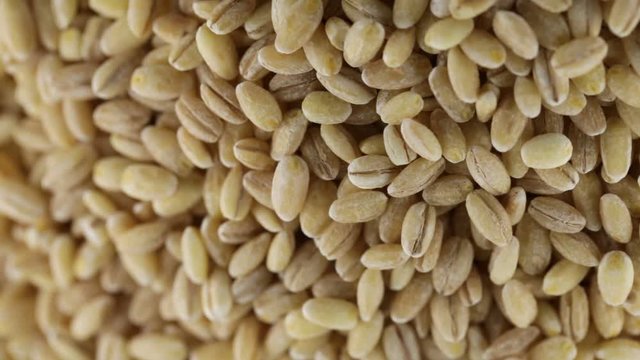 Chicchi di orzo perlato