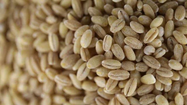 Orzo perlato