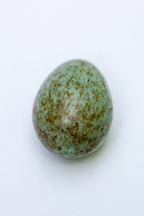 Closeup of an egg of a blackbird (Turdus merula) on white background