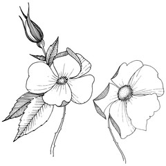 Fototapeta premium Wild rose in a vector style isolated. Full name of the plant: rose. Vector flower for background, texture, wrapper pattern, frame or border.