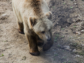 Brown bear walking in summer sunny day