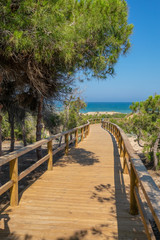 Plakat Broadwalk to a sand beach, trees, ocean and blue sky