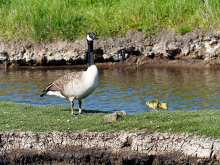 Canada Goose and Gosling