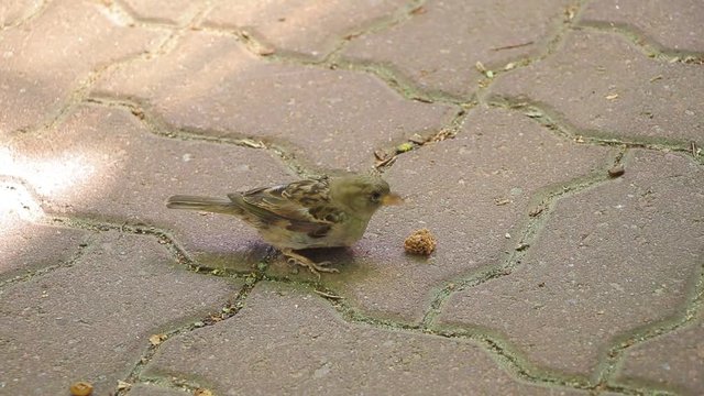 Close up of a brown little bird eating a piece of bread on a sunny day