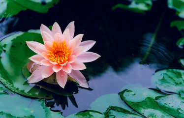 A beautiful lotus flower is complimented by the rich colors of the deep blue water surface.Nature...