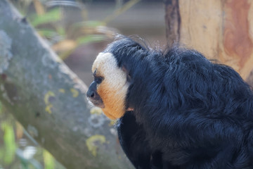 Saki à face blanche en gros plan
