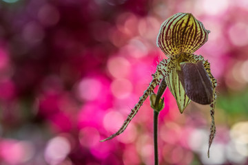 Lady slipper wild orchid with colorful background