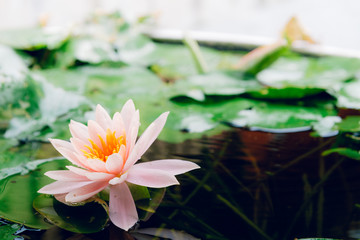 A beautiful lotus flower is complimented by the rich colors of the deep blue water surface.Nature...