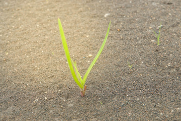 small green plant growing in the soil with sunlight