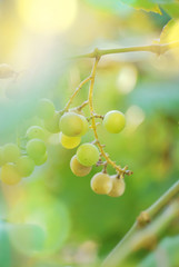 Sunlight close up grapes white wine on tree with branch and green bokeh background. White grapes at vineyard. Spoiled white grapes