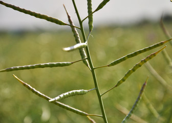 Stems of rapeseed with pods